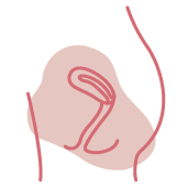 utérus normal femme