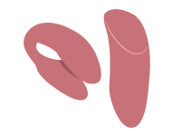 oeuf vibrant