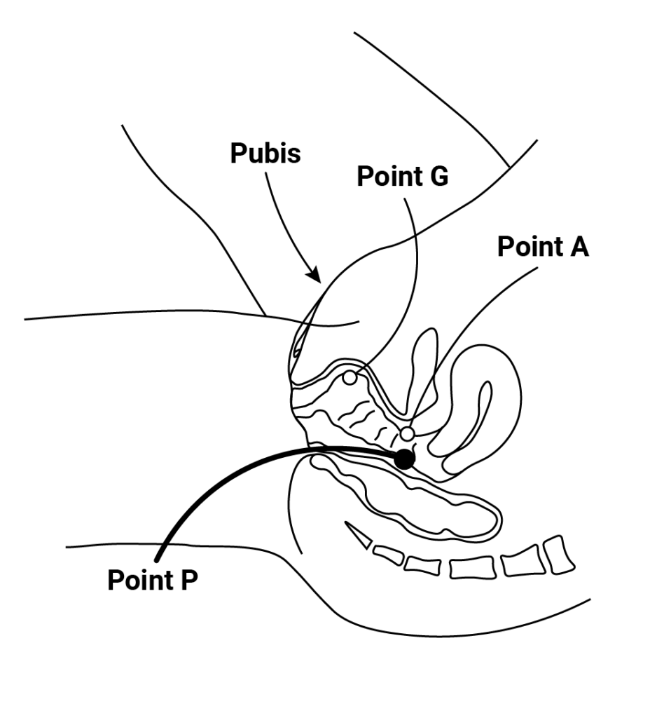 zone érogène point p
