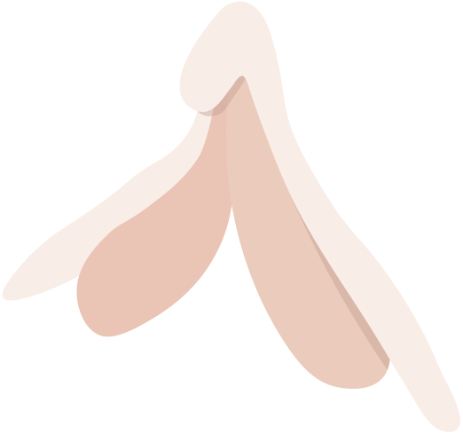 représentation du clitoris