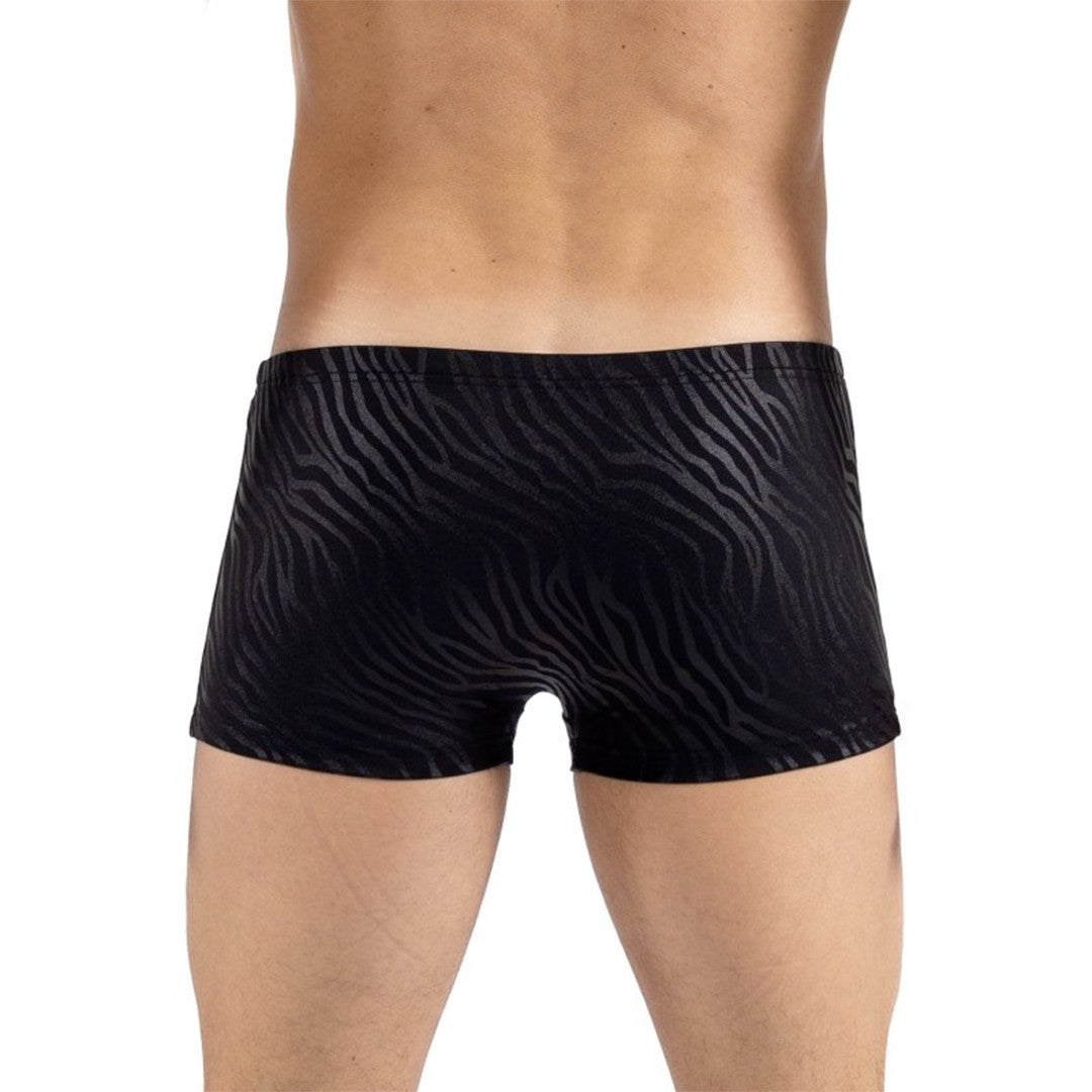 Boxer Zebra